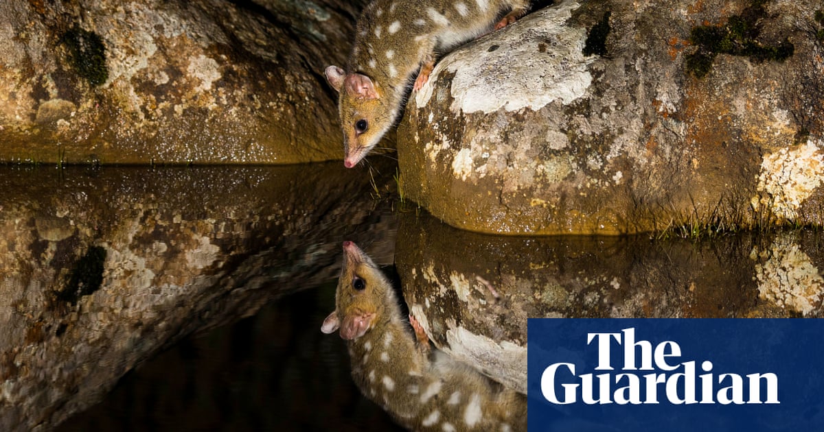 Australian Geographic Nature Photographer Of The Year 2019 In Pictures Environment The Guardian