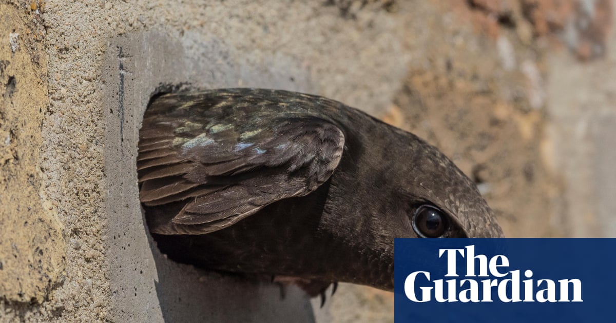 Anger as swifts’ nesting holes in Derbyshire rail viaduct ‘blocked up’ | Birds Anger as swifts’ nesting holes in Derbyshire rail viaduct ‘blocked up’ | Birds