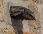 Anger as swifts’ nesting holes in Derbyshire rail viaduct ‘blocked up’