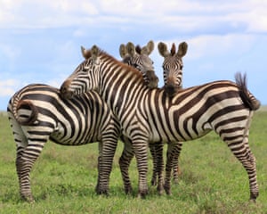 Serengeti, Tanzania ‘Zebras on watch.’