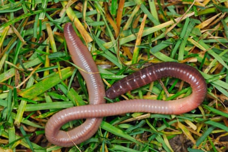 Common Earthworm writhing on the grass