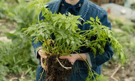 Alys dividing Korean pig celery, Dystaenia takesimana.