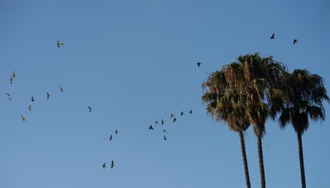 Parrots cruise the skies in Los Angeles County in 2013.
