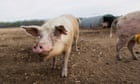 Plan for Norfolk megafarm rejected by councillors over environmental concerns
