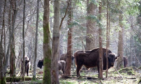 A herd of wild bison in the Białowieża forest. The forest is the last remaining primeval forest in European lowlands.