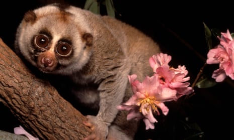 The slow loris was quickly drawn to alcoholic nectar substitutes, but displayed “a relative aversion to tap water”.