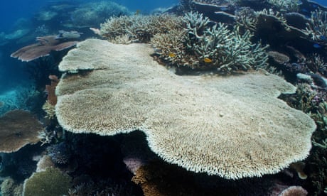 A bleached plate coral on John Brewer reef off Townsville in February 2022