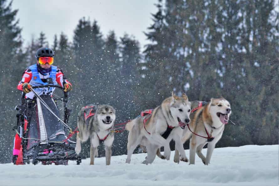 Dog-sledding with Artic Quest in Gloucestershire