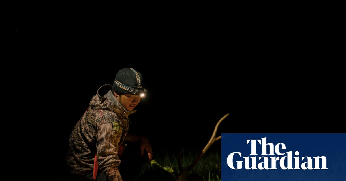 Destructive and delicious: how an invasive deer in Hawaii is being turned into dinner