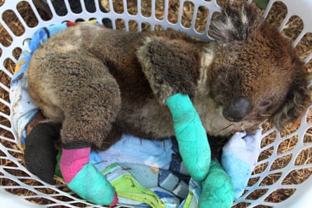 An injured koala from Kangaroo Island
