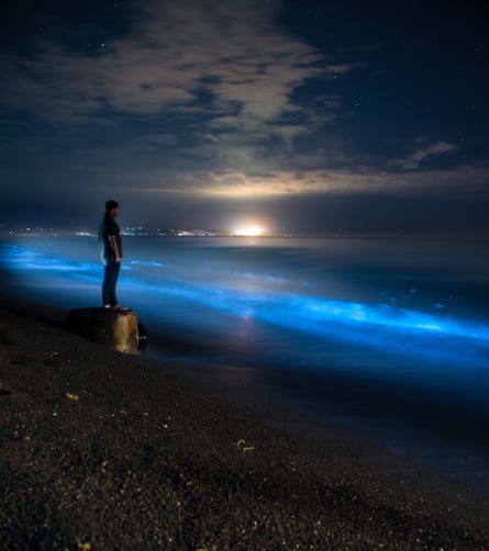 Aurora of the sea': luminous plankton light up New Zealand shores | New  Zealand | The Guardian