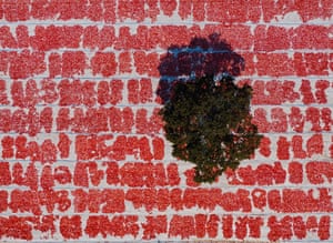 Mounds of drying tomatoes seen from above