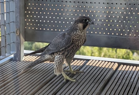 The juvenile peregrine falcon trapped on Olivier’s balcony.