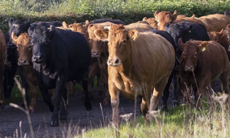 Cattle UK