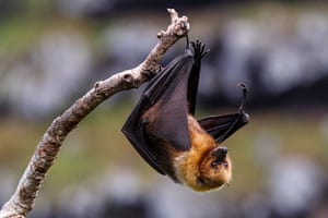 The endangered Rodrigues fruit bat (Pteropus rodricensis) used to be found on Mauritius and Rodrigues, but is now found only on Rodrigues, in the western Indian Ocean. In the 1970s, the population dwindled to between 70 and 100 individuals but has now recovered to more than 25,000, largely due to increased forest cover and protection.