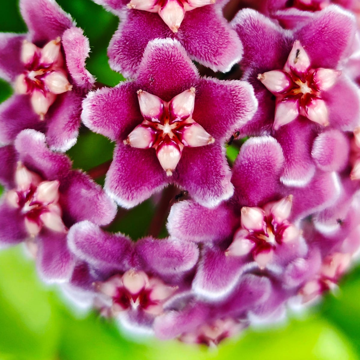 How To Grow Hoya Life And Style The Guardian How To Grow Hoya Life And Style The Guardian