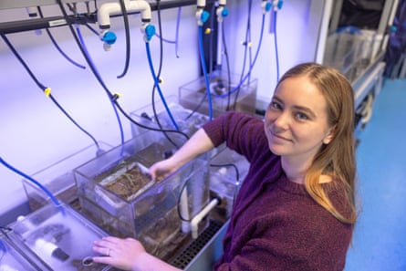Marine ecologist Laney Callahan with the seagrass restoration project plants.