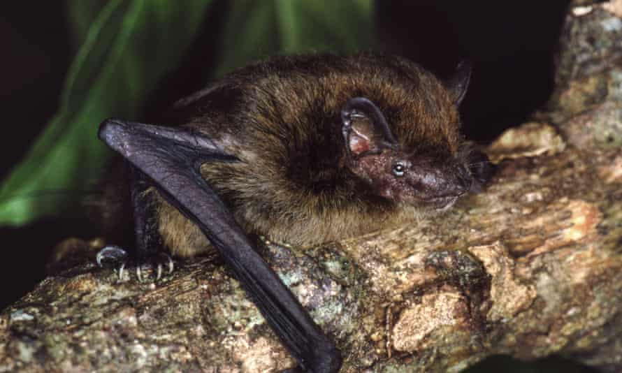 The now extinct Christmas Island pipistrelle.