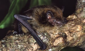 The Christmas Island pipistrelle, pictured, is now extinct.