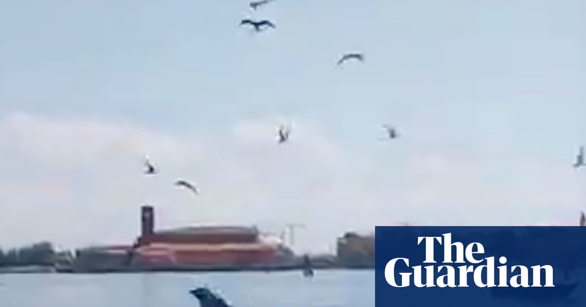 Dolphin seen near St Mark's Square inspires Venetian rescue effort