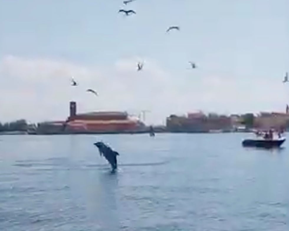 Dolphin seen near St Mark’s Square inspires Venetian rescue effort Dolphin seen near St Mark’s Square inspires Venetian rescue effort
