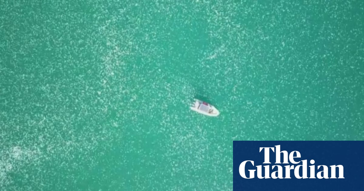Drone footage shows jellyfish swarm floating in northern Israel – video