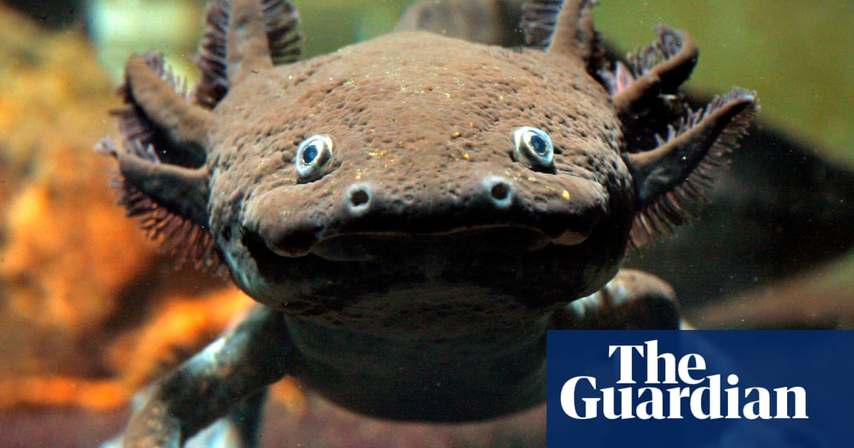 Axolotls In Crisis The Fight To Save The Water Monster Of Mexico City Cities The Guardian