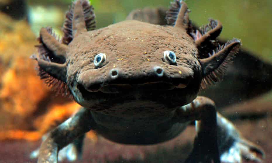 An axolotl.