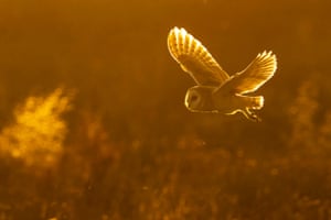 Uma coruja voa na hora dourada, mergulhando e caçando em Norfolk, Reino Unido.  Difundida em todo o Reino Unido, também é conhecida como coruja demoníaca, coruja rato, coruja pedra, coruja sibilante, coruja com cara de macaco, coruja hobgoblin e, docemente, coruja delicada.