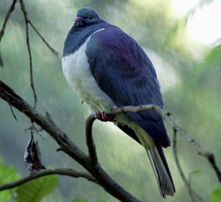 The Kereru, New Zealand Native Wood Pigeon.