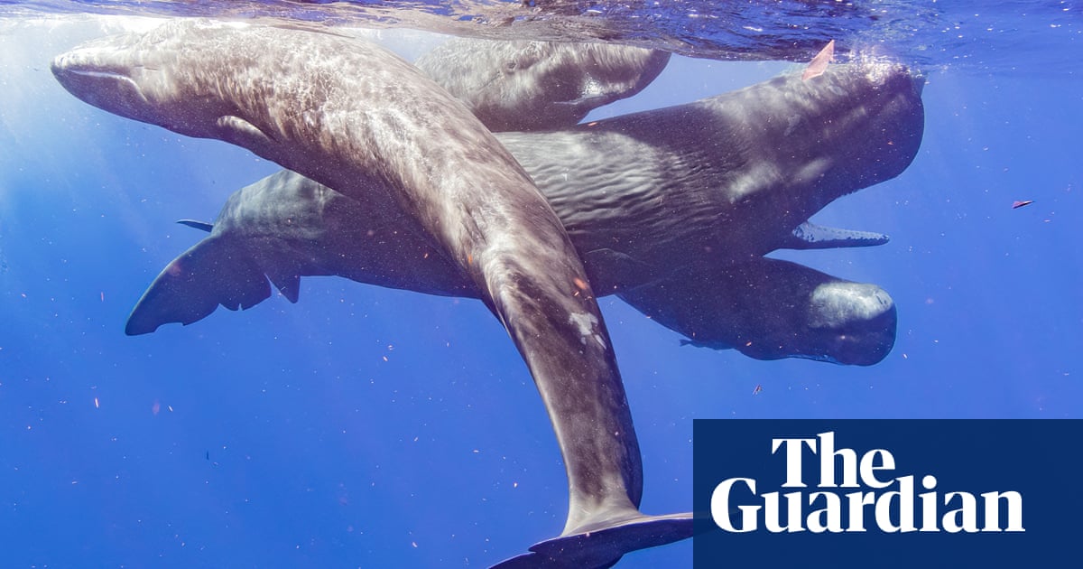 ‘Aural tattoos’: sperm whales use sounds to signal social identity, say scientis..