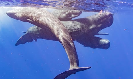 Sperm whales socialising in Dominica