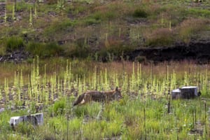 The week in wildlife – in pictures 5 A coyote strolls through the Santa Clara Canyon in northern New Mexico, US