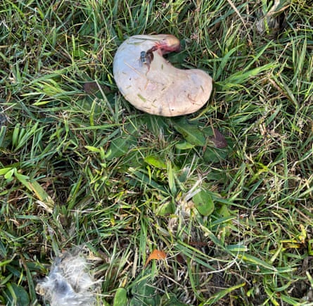 Possum kidney left by a powerful owl.