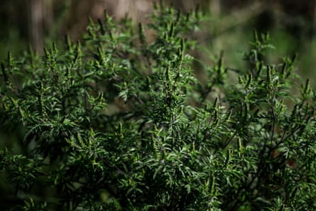A green bush of common ragweed