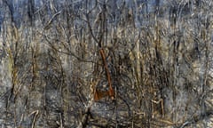 The boundless tangle of nature, with a real axe … from Kiefer’s series Der Gordische Knoten.
