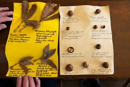Ian McConachie shares his handwritten descriptions of the varying types of macadamia at his home