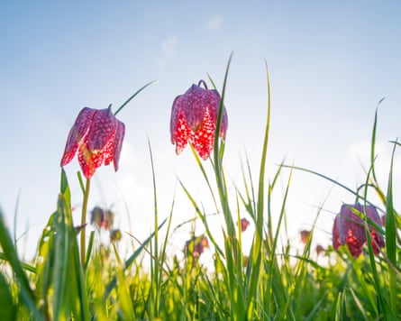 Snake’s head fritillary or Checkered Daffodil in a sunset at the end of a beautiful spring day.