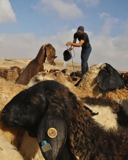 A Palestinian shepherd pouring water from a bucket surrounded by goats