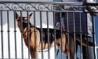 Biden's German shepherd Commander in doghouse after 10 biting attacks