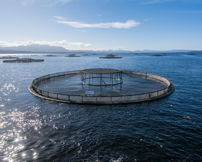Albanese government reaffirms decision to allow salmon farming in Tasmania, despite fears for endangered Maugean skate