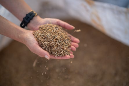Closeup of hands with seeds