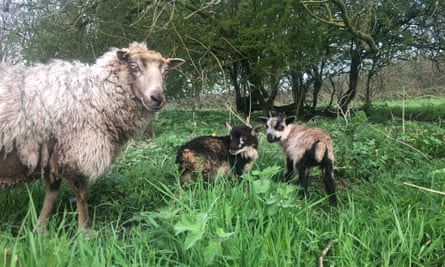 Sheep grazing at the Derbyshire on visibly abundant grass.