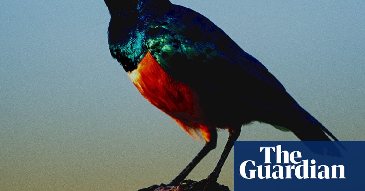 Starlings form friendships' to help each other with breeding, study finds