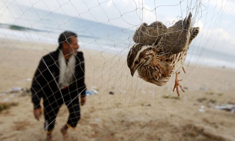 A man walks towards his net where a quail is snared on the beach of Khan Yunis in the southern Gaza