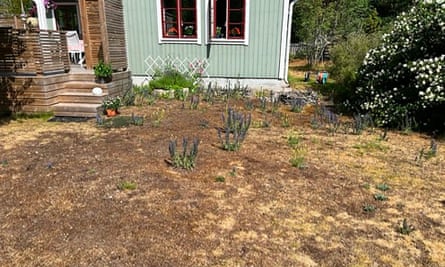 A lawn of brown grass in front of a green house