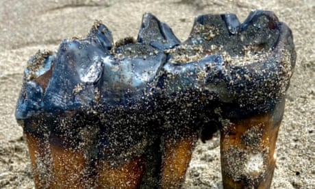 California woman finds foot-long ancient mastodon tooth on beach