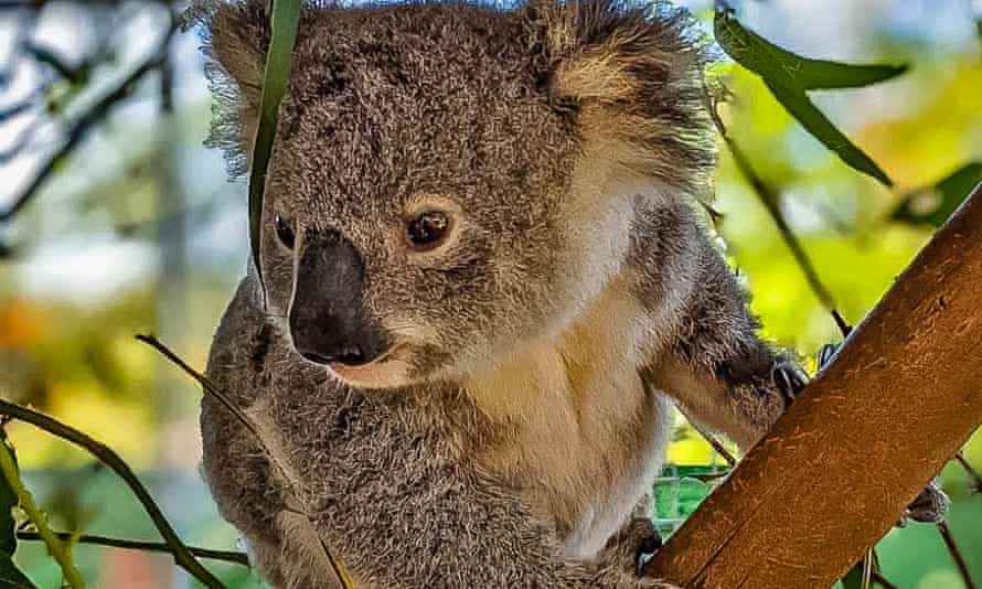 Rescued koala Emma at the Queensland Koala Society rehabilitation centre
