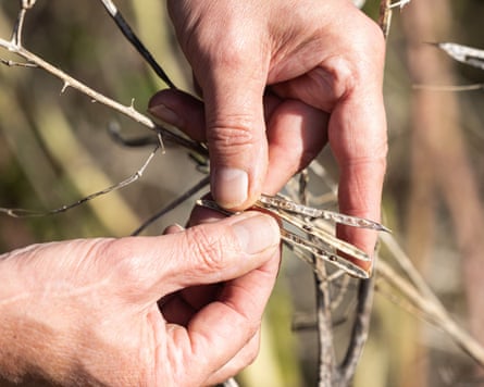 Alistair Leake’s hands hold dried wildlife seed pods from a plant stem