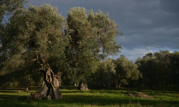 Olive trees infected by Xylella Fastidiosa in Puglia, Italy. If the disease spreads to the UK, it could affect tree species such oak, ash and sycamore.